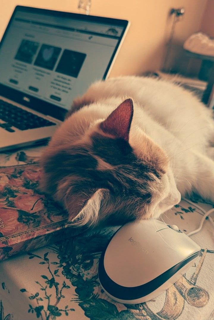 Daowege Online Akademie